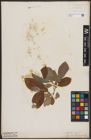 Foto von Salix caprea L.